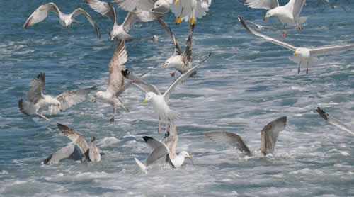 Out The Blue - Boatfishing Charters Guernsey