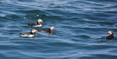 Out The Blue - Boatfishing Charters Guernsey