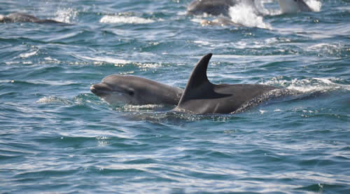 Out The Blue - Boatfishing Charters Guernsey