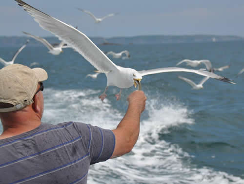 Out The Blue - Boatfishing Charters Guernsey