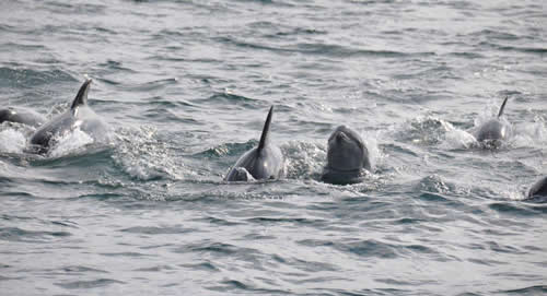 Out The Blue - Boatfishing Charters Guernsey