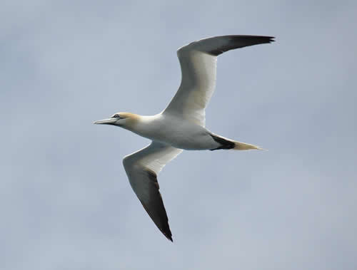 Out The Blue - Boatfishing Charters Guernsey