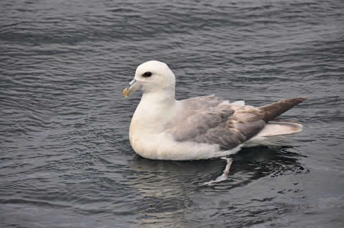 Out The Blue - Boatfishing Charters Guernsey