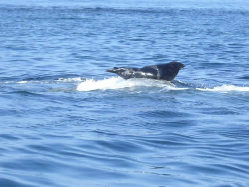 Out The Blue - Boatfishing Charters Guernsey