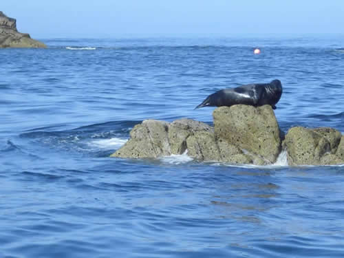 Out The Blue - Boatfishing Charters Guernsey