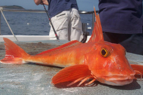 Out The Blue - Boatfishing Charters Guernsey