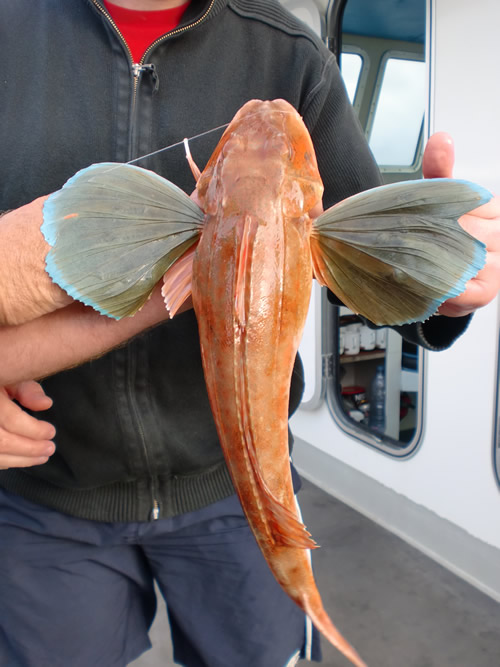 Out The Blue - Boatfishing Charters Guernsey