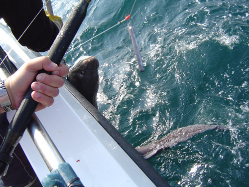 Out The Blue - Boatfishing Charters Guernsey