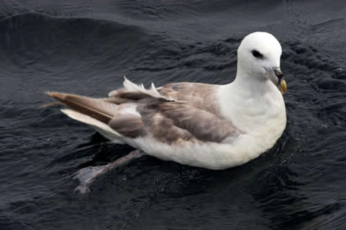 Fulmar Petrel