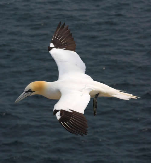 Out The Blue - Boatfishing Charters Guernsey