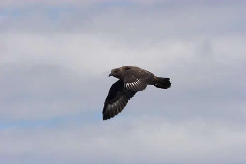 Great Skua (Bonxie)