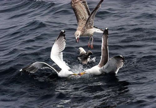 Out The Blue - Boatfishing Charters Guernsey