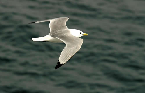 Out The Blue - Boatfishing Charters Guernsey