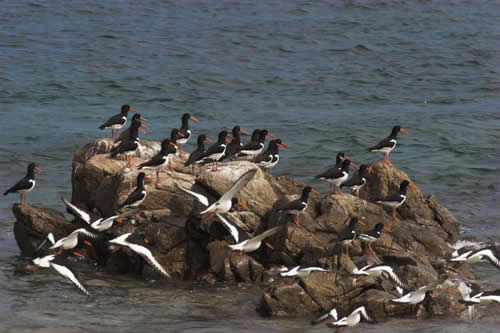 Oystercatchers