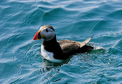 Out The Blue - Boatfishing Charters Guernsey