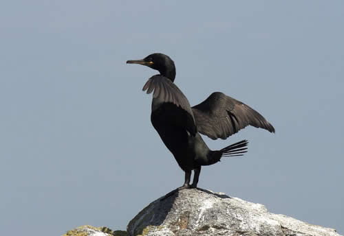 Out The Blue - Boatfishing Charters Guernsey