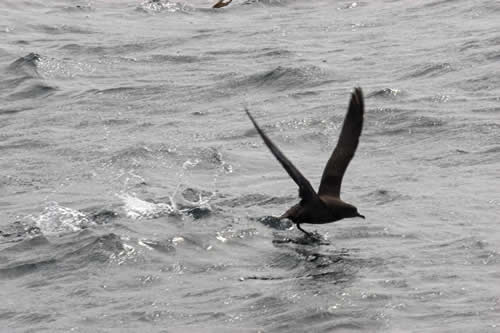 Out The Blue - Boatfishing Charters Guernsey