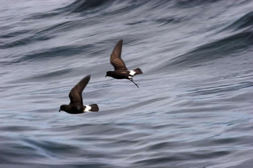 Out The Blue - Boatfishing Charters Guernsey