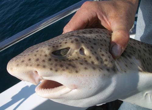 Out The Blue - Boatfishing Charters Guernsey