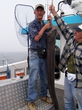 Out The Blue - Boatfishing Charters Guernsey