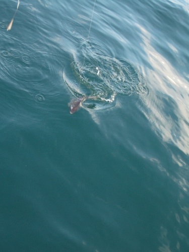 Out The Blue - Boatfishing Charters Guernsey