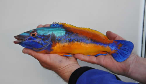 Out The Blue - Boatfishing Charters Guernsey