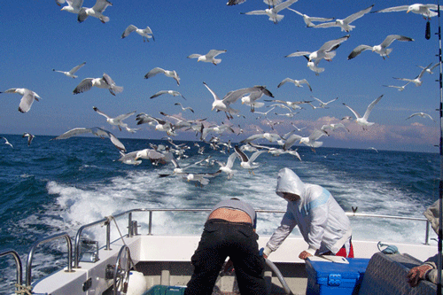 Out The Blue - Boatfishing Charters Guernsey