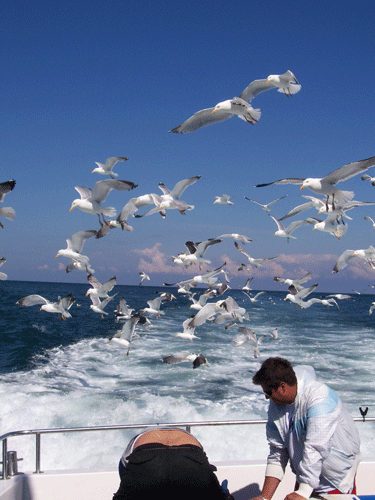 Out The Blue - Boatfishing Charters Guernsey