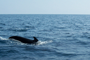 Out The Blue - Boatfishing Charters Guernsey