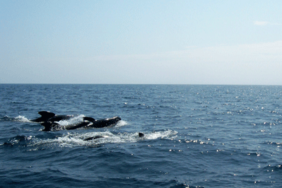Out The Blue - Boatfishing Charters Guernsey